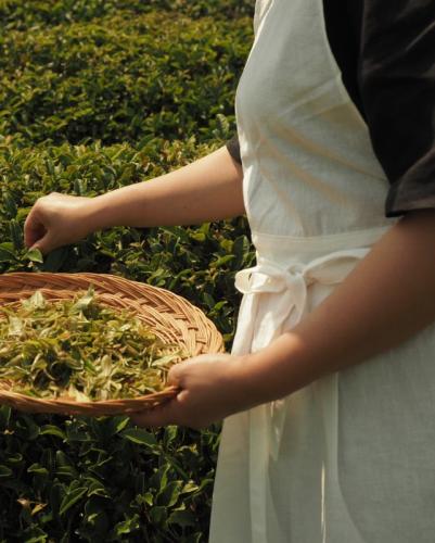 Handpicked Angang Tea